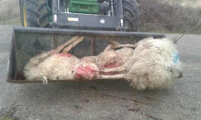 Ganaderos ‘exigen’ contundentes medidas contra los lobos