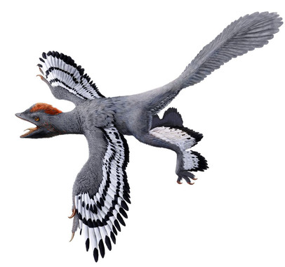 Anchiornis
