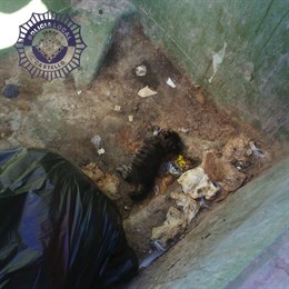 Detenido por golpear a un cachorro de gato hasta la muerte y agredir a una mujer que se lo recriminó