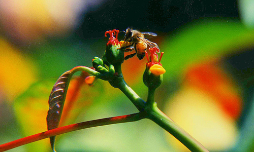 Investigadores utilizan por primera vez radiotelemetría para rastrear abejas tropicales