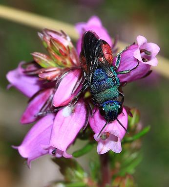 Un investigador de la UAB participa en la secuenciación de los genomas de tres especies de avispas parasitarias