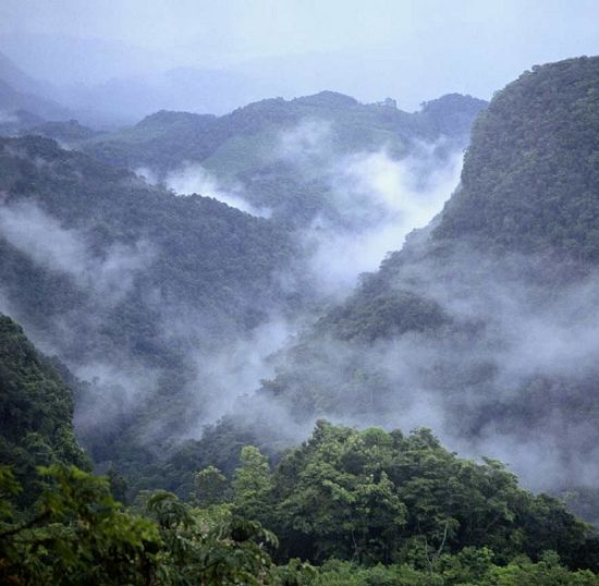 En peligro miles de hectáreas de la Selva Lacandona