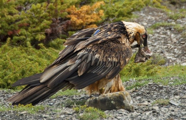 El CSIC demuestra los sesgos ocurridos en el seguimiento de especies a través de sistemas de GPS con baterías solares