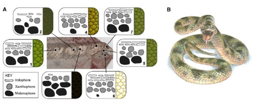 Descubriendo el verdadero color de una serpiente fósil