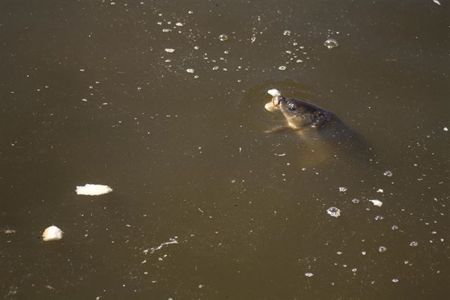 Cotos de pesca de Castilla – La Mancha reclaman compensaciones económicas por la ‘desaparición’ de las especies invasoras
