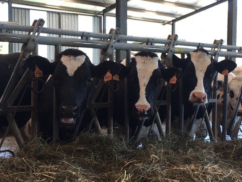 Adaptando las granjas al calentamiento global para evitar el estrés por calor en las vacas