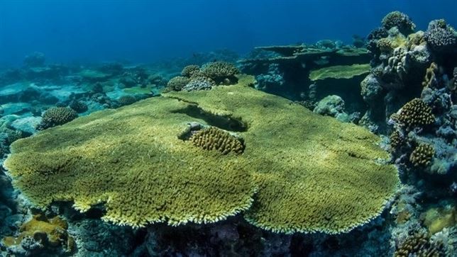 El calentamiento global acaba inexorablemente con los hábitats de los océanos