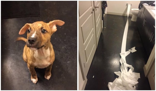 El perrito más limpio del mundo