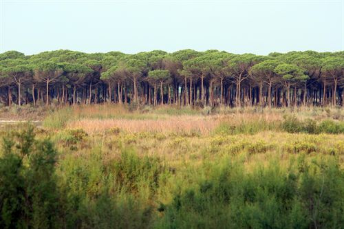 Junta andaluza ultima el requerimiento al MARM para que modifique el deslinde de Doñana