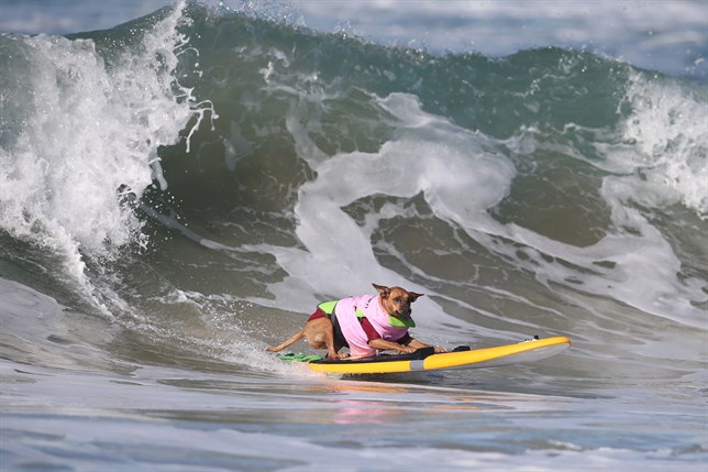 Surf canino
