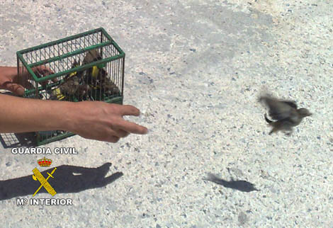 Captura ilegal en Marbella y Estepona de más de un centenar de aves fringílidas
