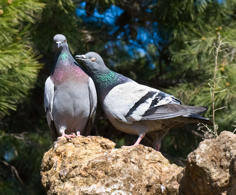 Las palomas se cansan más cuando vuelan en grupo