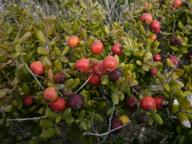 Chile: Seremi del Medio Ambiente invita a contribuir en plan de conservación de arbusto en peligro de extinción