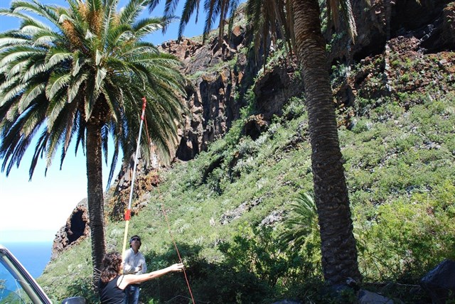 El Cabildo de Tenerife impulsa un proyecto para catalogar y conservar las palmeras de la isla