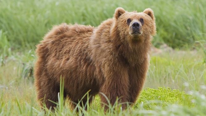 Los osos Kodiak de Alaska están abandonando sus icónicas fuentes de salmón por culpa del cambio climático