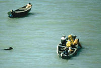 La foca monje y el delfín jorobado