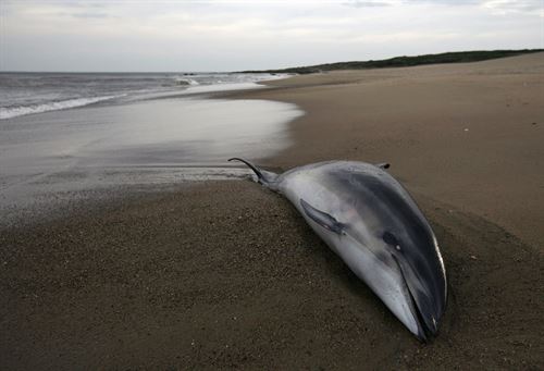 Aparecen cuatro delfines muertos y tres vivos en Santoña (Cantabria)