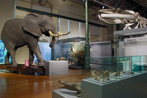Los niños podrán dormir con los animales del Museo de Ciencias Naturales