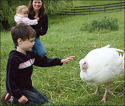 Las CCAA deben regular los santuarios de animales