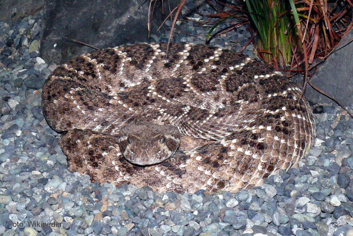 Analizan la formación de los veterinarios en la atención a serpientes