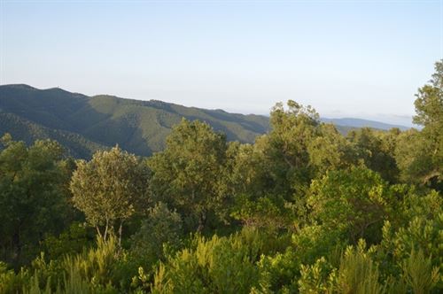 Incendios forestales