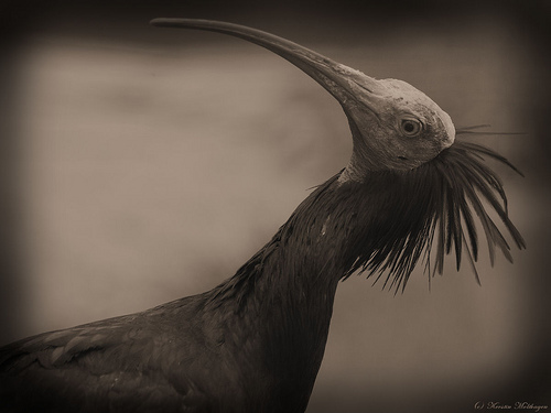 Liberados seis ejemplares de ibis eremita en la Sierra de Retín