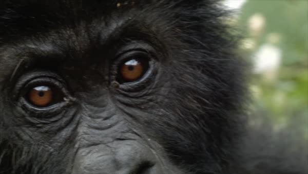 El gorila de Grauer se extingue por la guerra del Coltan