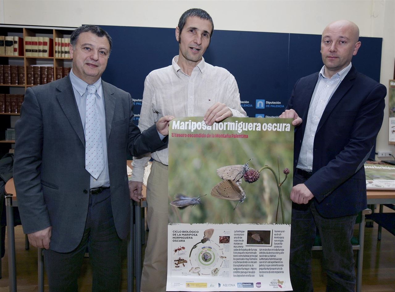 El 50% de las mariposas hormigueras de España habitan en la Montaña Palentina