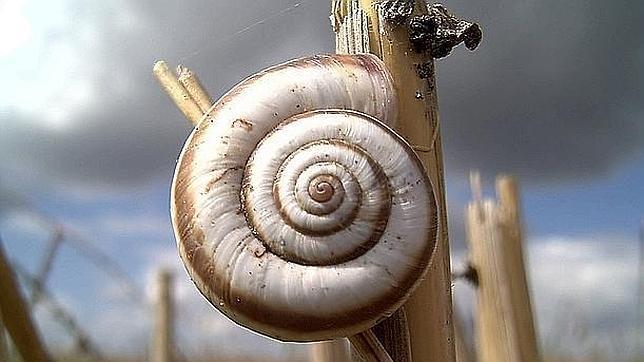 Estudian los efectos de la deforestación y la sedimentación sobre los caracoles
