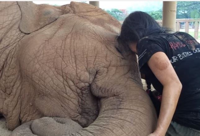 Una cuidadora canta una ‘nana’ a un elefante y este se duerme plácidamente (Mira el Video)