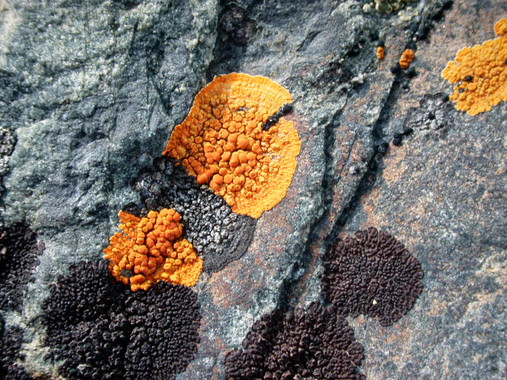 Cómo los cambios de temperatura afectan a los líquenes antárticos