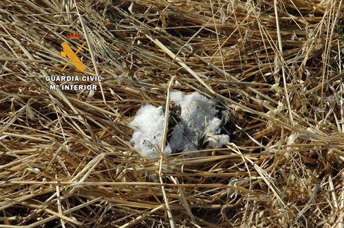 Imputado por destruir huevos y nidos y por la muerte de crías de aves amenazadas