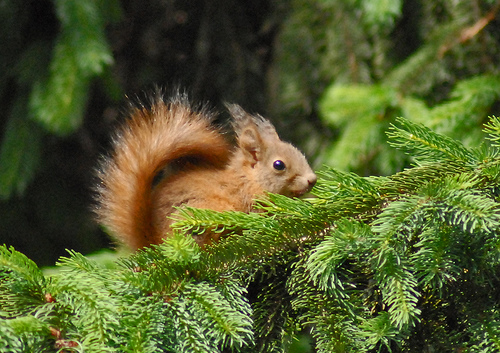 Especies invasoras en Europa