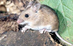 Argentina enfrenta con temor invasión de ratones