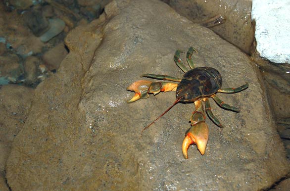 Descubren nueva especie de cangrejo de agua dulce