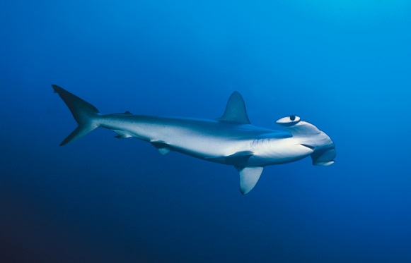 Tiburones y rayas riqueza natural