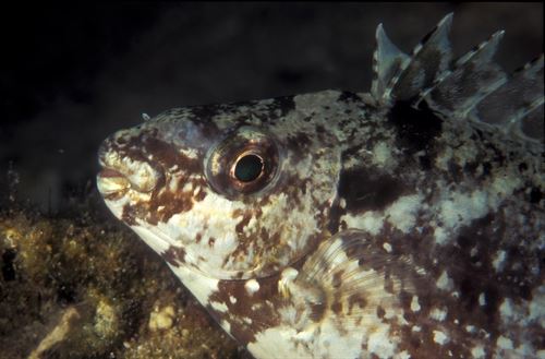 Los peces conejo podrían ‘destrozar’ la cuenca mediterránea