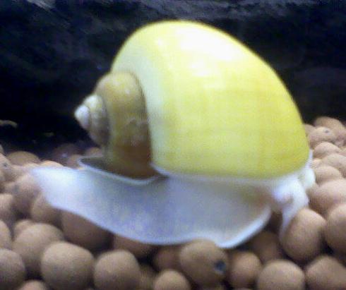 Cae la afectación de la plaga del caracol manzana en el Delta del Ebro