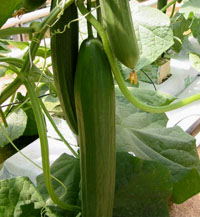 Jardinería en el espacio con plantas de pepino