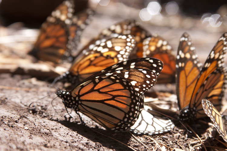 Reserva de la Biosfera Mariposa Monarca