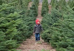 Lleva tu árbol de Navidad a un vivero