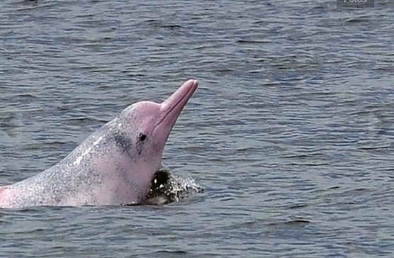 Colombia. Se están cazando delfines rosados para vender su aceite