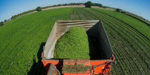 Legumbres y calentamiento global