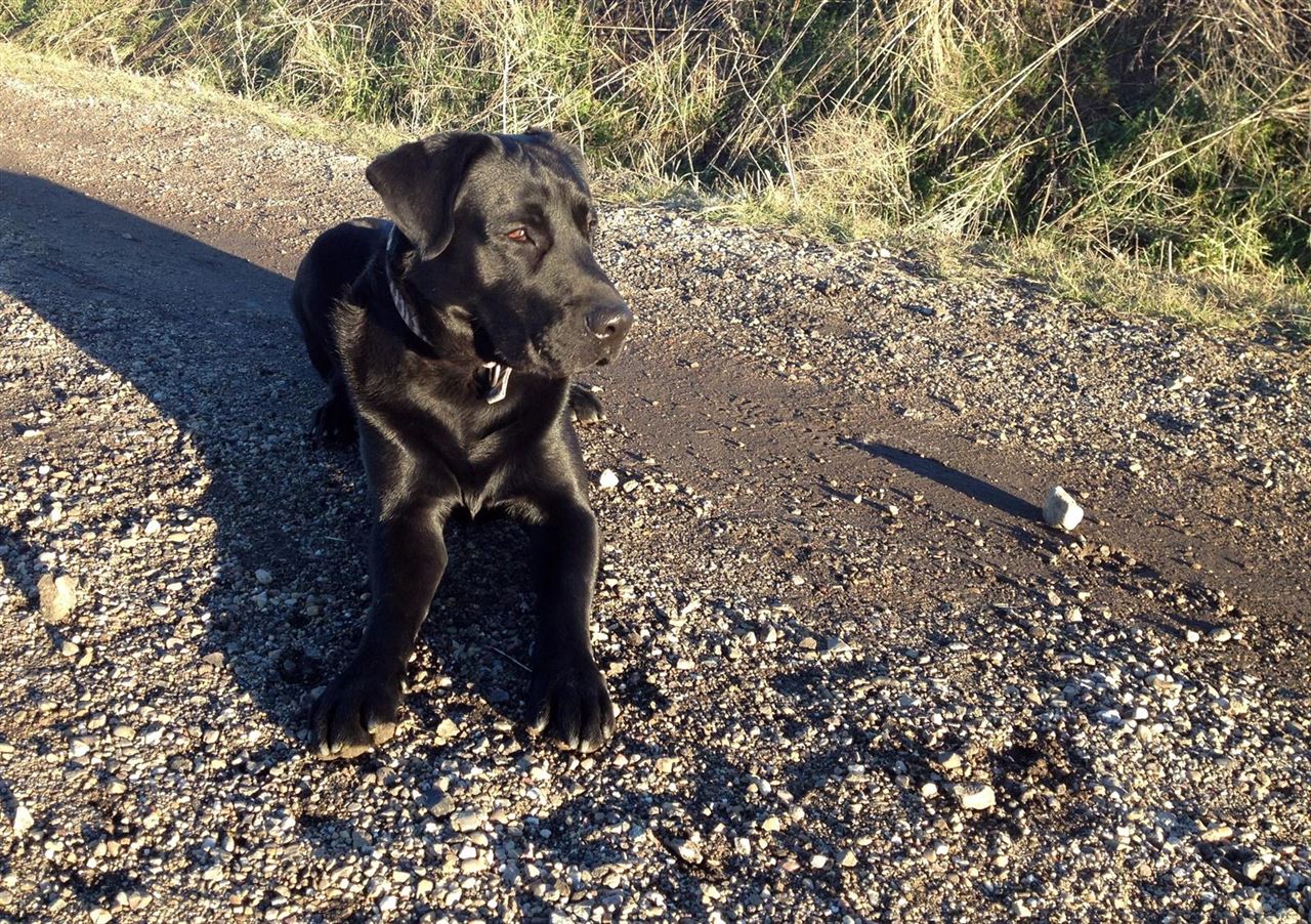 El Centro Canino de Valladolid acogió más de 400 perros abandonados en 2015