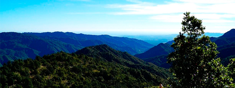 Selva y bosque: la maravillosa biodiversidad de Sierra La Laguna