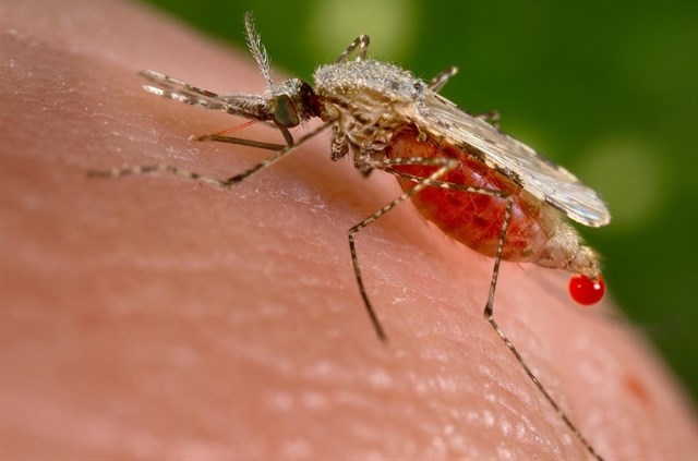 La infección por malaria provoca pérdida ósea