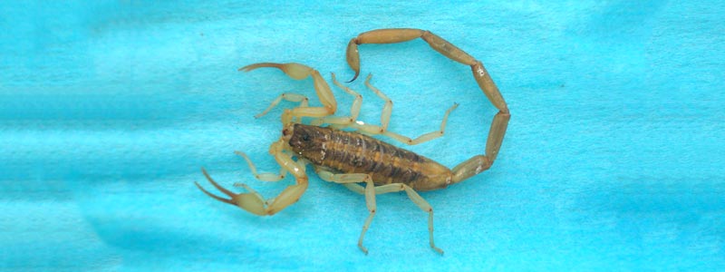 Nueva generación de antibióticos a partir del veneno de alacrán