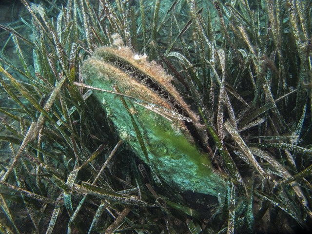Practica extinción en Almería de un molusco endémico del Mediterráneo