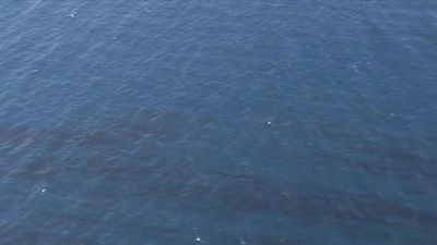 Pronostican una enorme marea negra en Gran Canaria en menos de 30 días