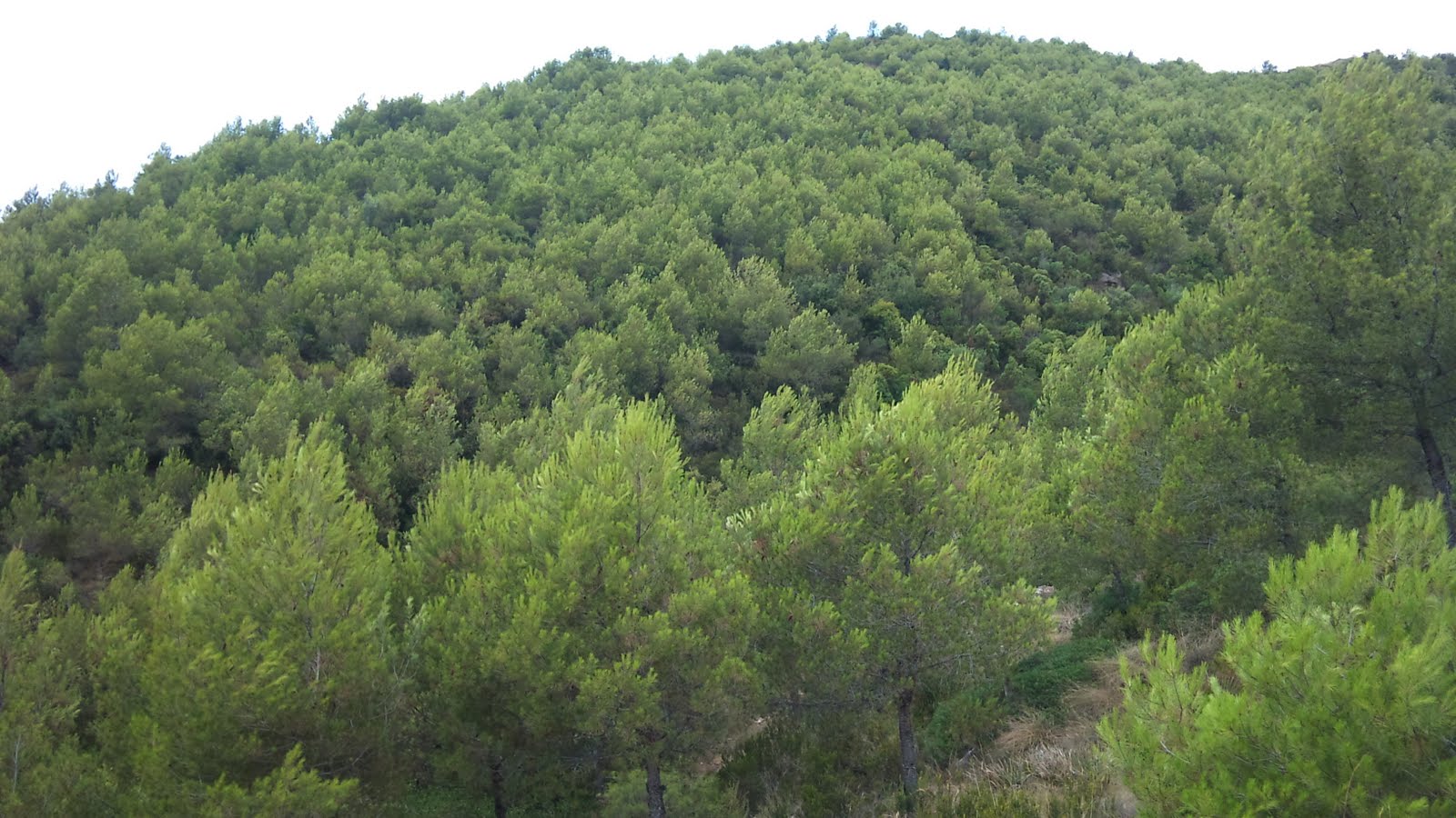 Medio Ambiente ejecuta trabajos de selvicultura en los montes para prevenir incendios por cinco millones de euros